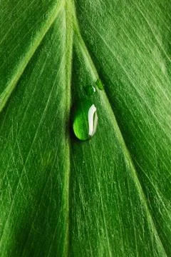 Water drop on leaf Stock Photos