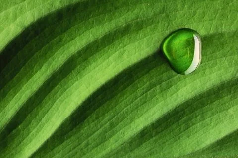 Water drop on leaf Stock Photos