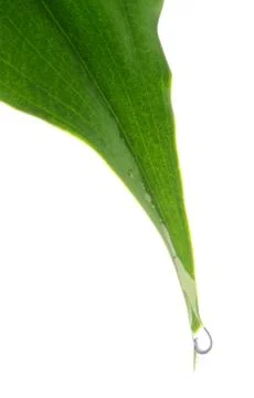 Water drop on leaf Stock Photos