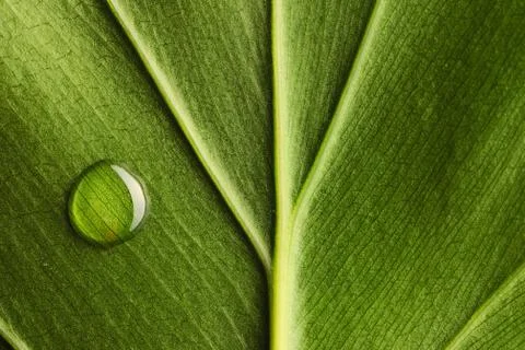 Water drop on leaf Stock Photos