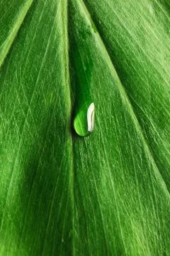 Water drop on leaf Stock Photos