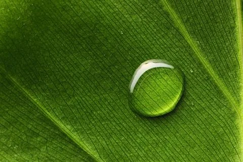 Water drop on leaf Stock Photos