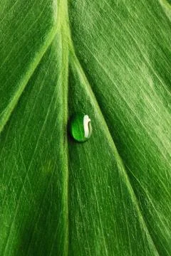 Water drop on leaf Stock Photos