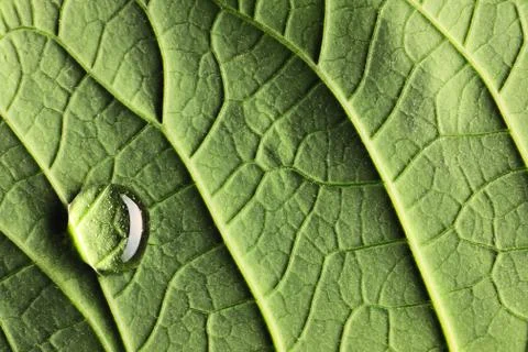 Water drop on leaf Foto stock