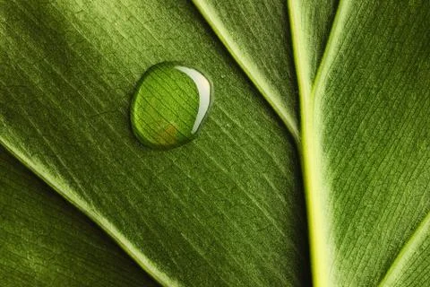 Water drop on leaf Stock Photos