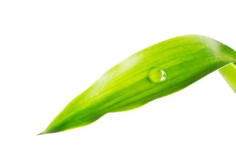 Water drop on leaf Stock Photos