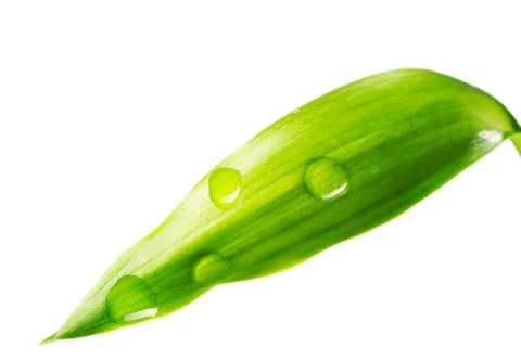 Water drop on leaf Stock Photos