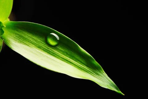 Water drop on leaf Stock Photos