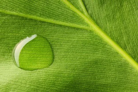 Water drop on leaf Stock Photos
