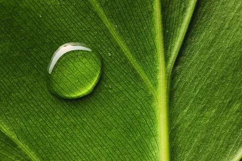Water drop on leaf Stock Photos