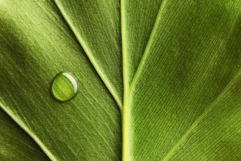 Water drop on leaf Stock Photos