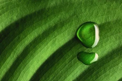 Water drop on leaf Foto stock