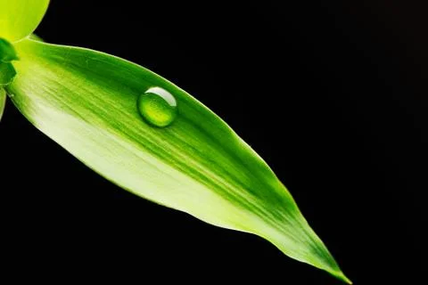 Water drop on leaf Stock Photos