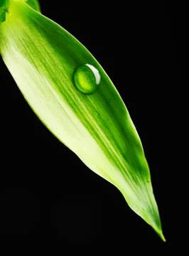 Water drop on leaf Stock Photos