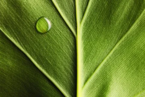 Water drop on leaf Stock Photos