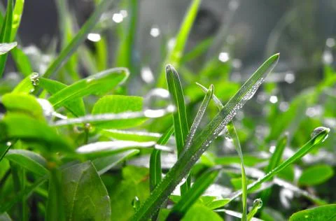 Water drop on leaf Stock Photos