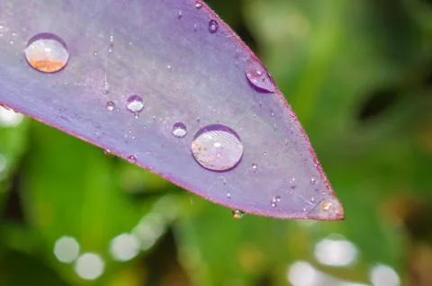 Water drop on leaf Stock Photos