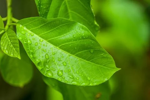 Water drop on leaf Stock Photos