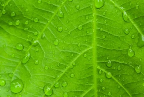 Water drop on leaf Stock Photos