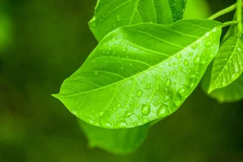 Water drop on leaf Stock Photos