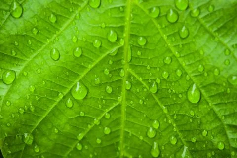 Water drop on leaf Stock Photos