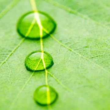 Water drop on leaf Stock Photos