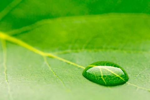 Water drop on leaf Foto stock