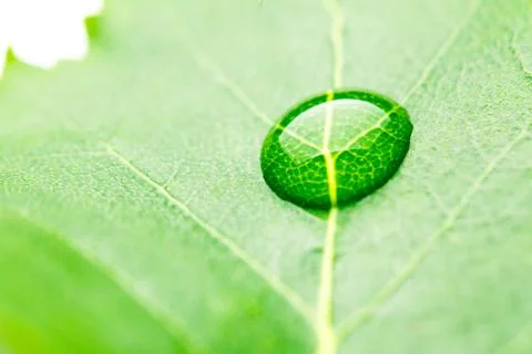 Water drop on leaf Stock Photos