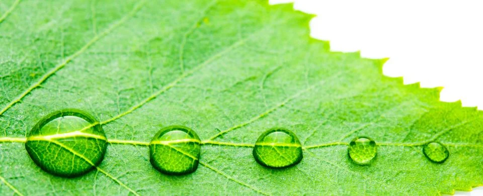Water drop on leaf Stock Photos