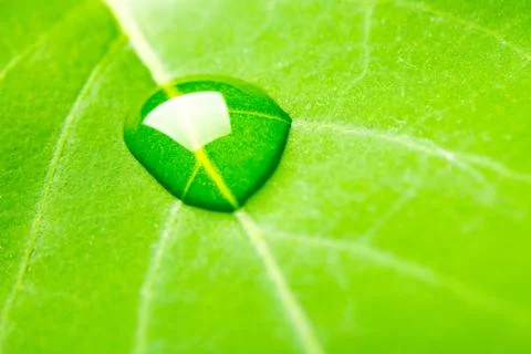 Water drop on leaf Stock Photos