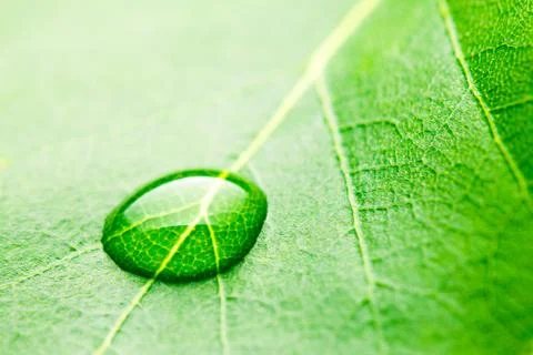 Water drop on leaf Stock Photos