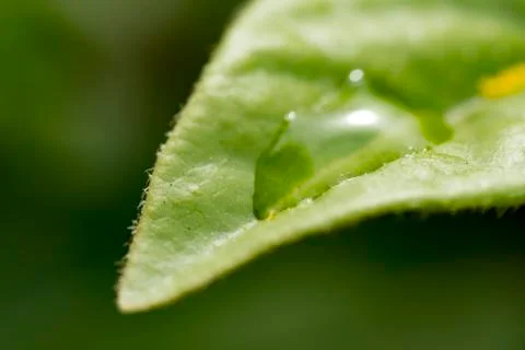 Water drop on a leaf Stock Photos