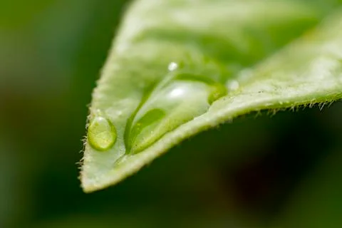 Water drop on a leaf Stock Photos