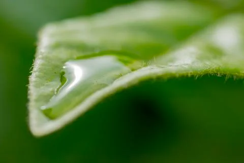 Water drop on a leaf Stock Photos