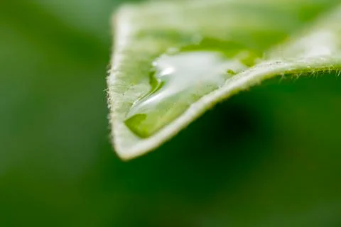 Water drop on a leaf Stock Photos