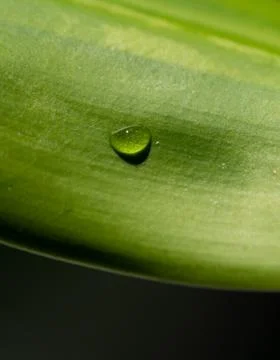 Water drop on leaf Stock Photos