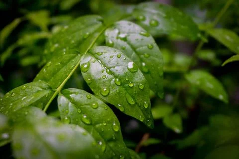 Water drop on leaf Stock Photos