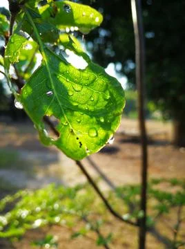 Water drop from the leaf Stock Photos