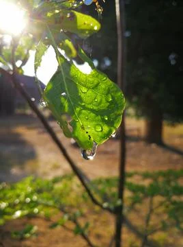 Water drop from the leaf Stock Photos