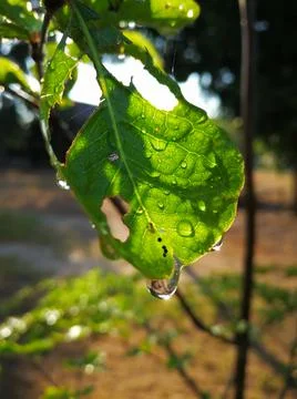 Water drop from the leaf Stock Photos