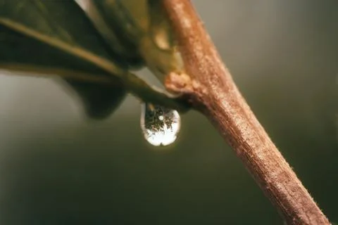 Water Drop on Leaf Stock Photos
