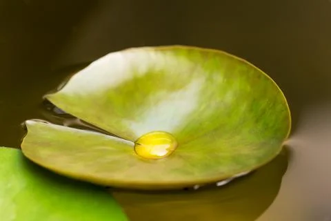 Water drop on a leaf in a pond Stock Photos