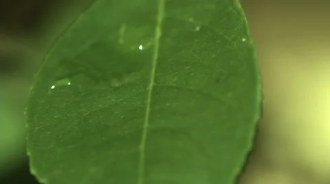 Water drop on a leaf in slow motion Stock Footage 55112273