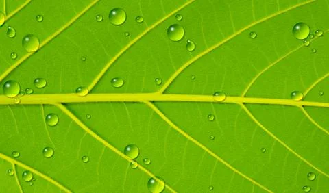 Water drop on  leaf texture Stock Photos