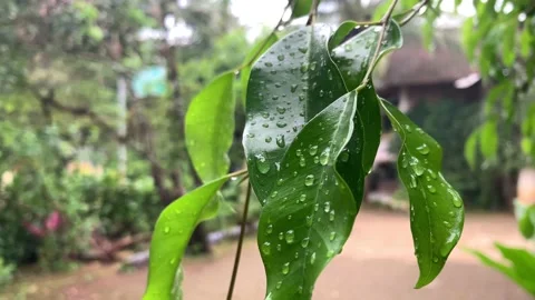 Water Drop On The Leafs Of Banyan Tree. Beauty in nature Stock Footage 152508248