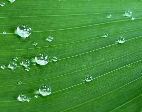 Water drop on the leave Stock Photos
