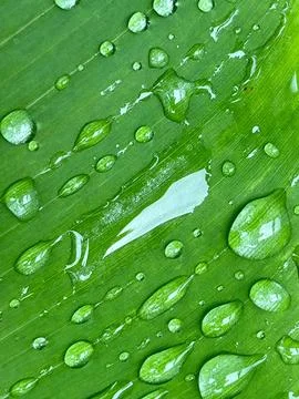 Water drop on the leave Stock Photos