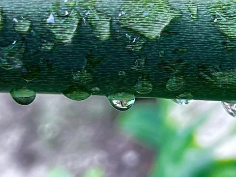 Water drop on the leave Stock Photos