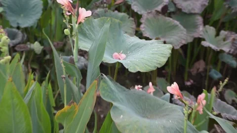 Water drop on lotus leaf and Thai flower garden Stock Footage 158521326