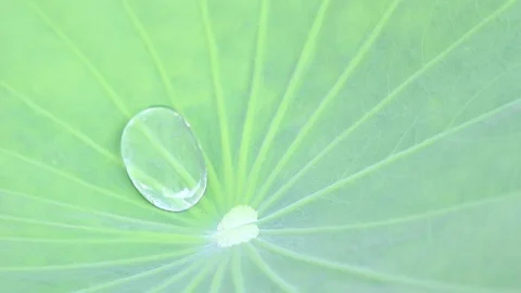 Water drop in lotus leaf. Stock Footage 82687750
